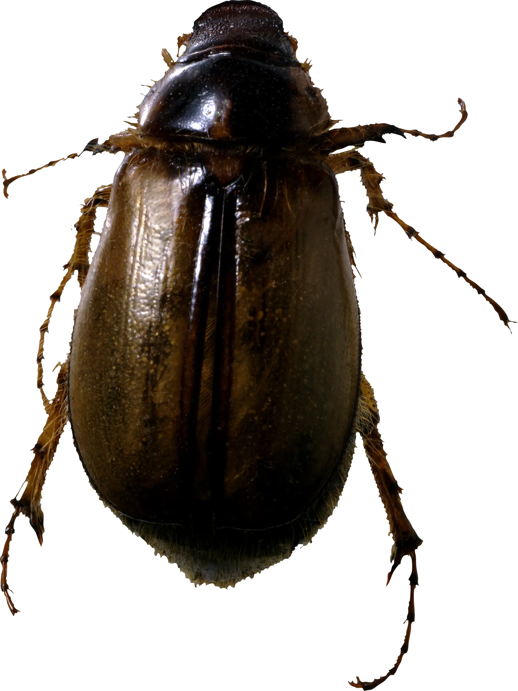 roach bug PNG image