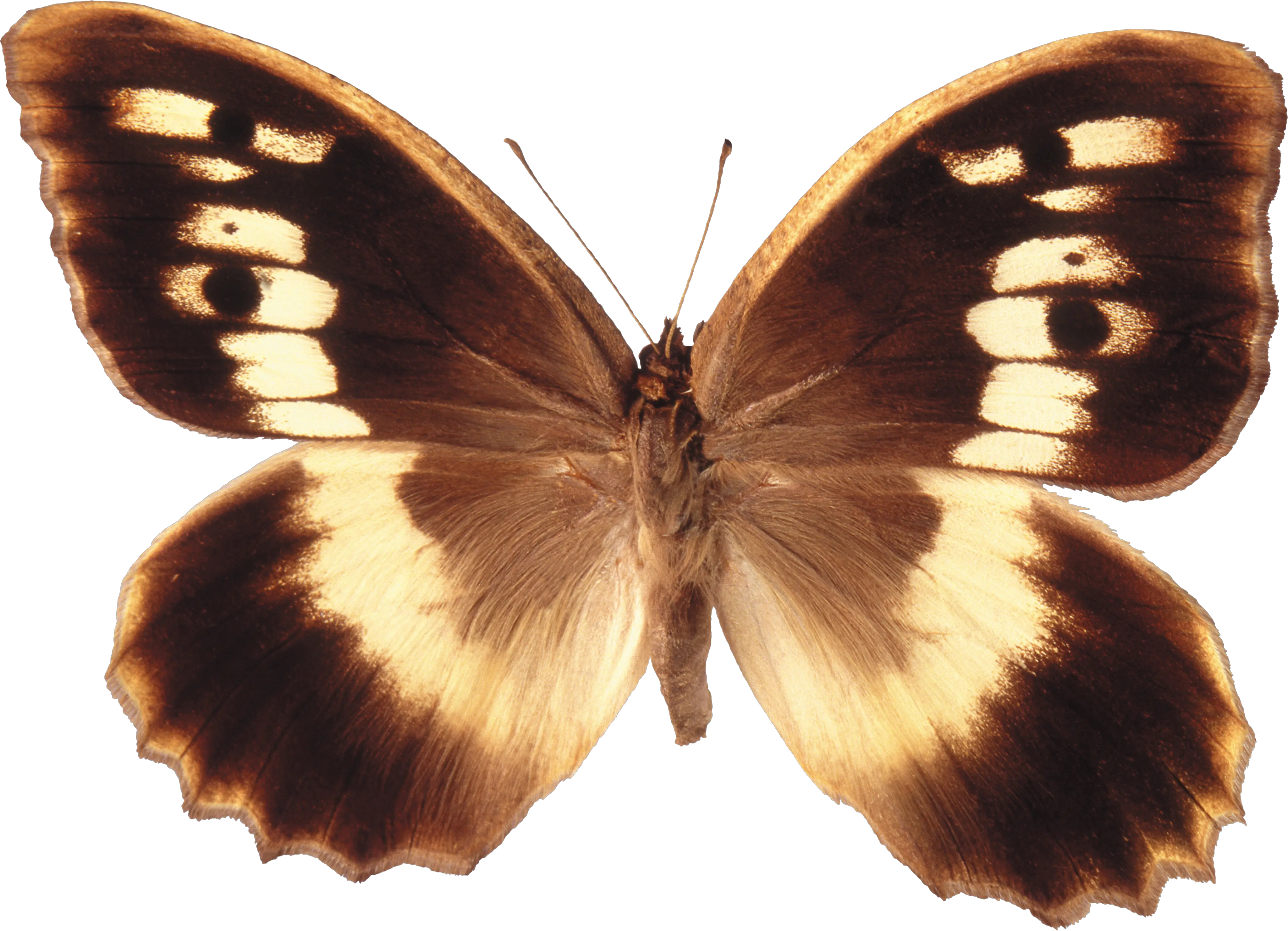 Butterfly PNG