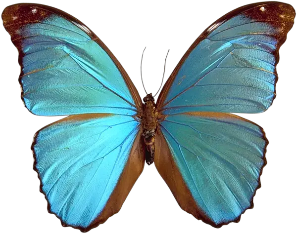 Blue butterfly PNG image
