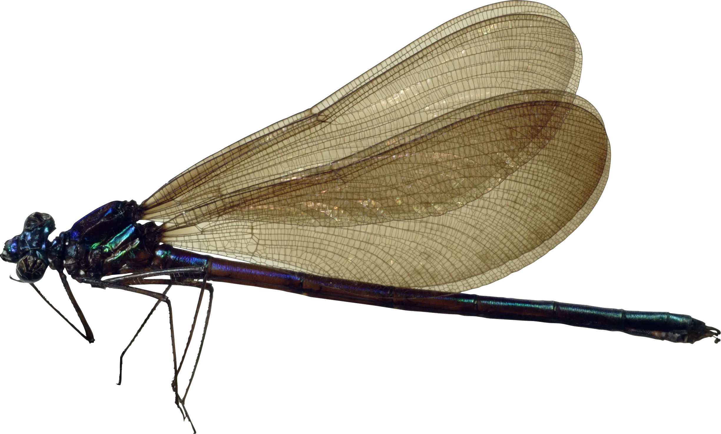 Dragonfly PNG