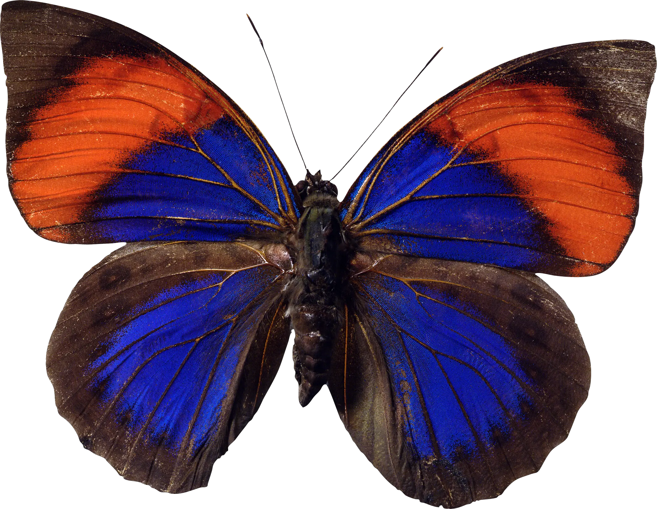 Butterfly PNG