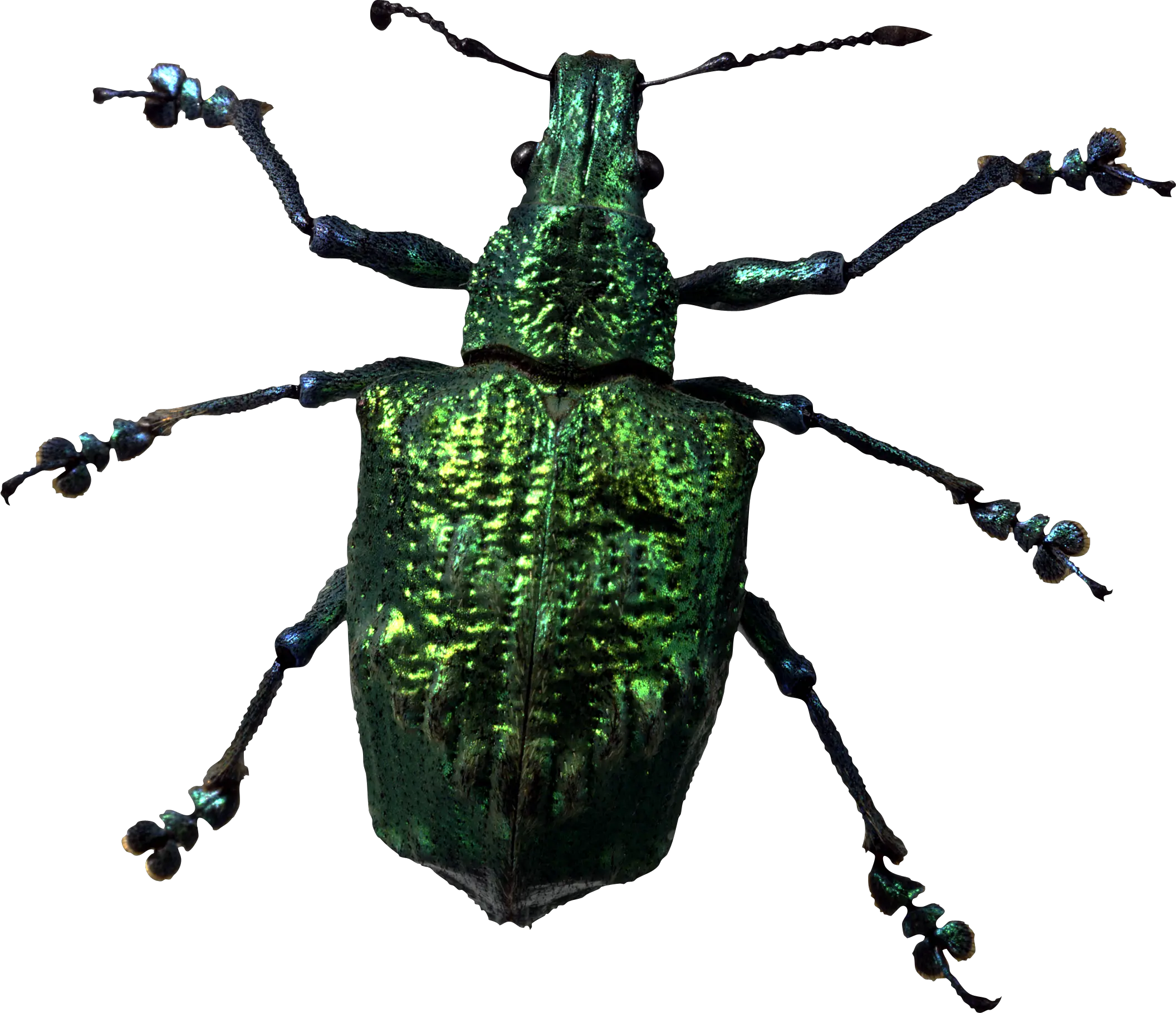 insect bug PNG image