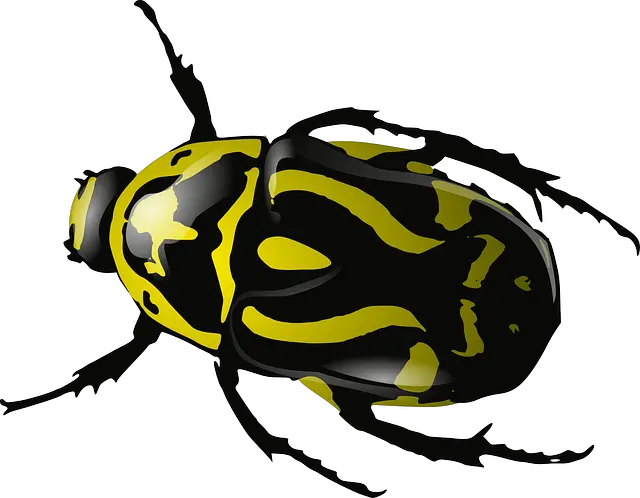 yellow bug PNG image