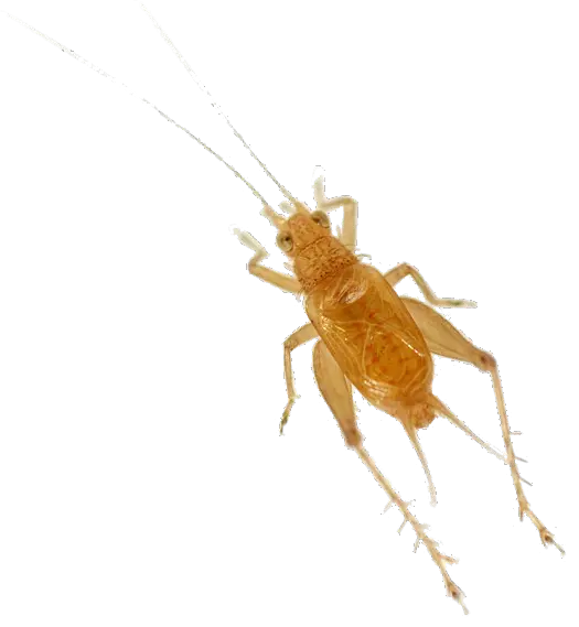 Cricket insect PNG