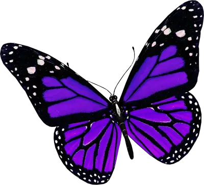 Purple butterfly PNG image