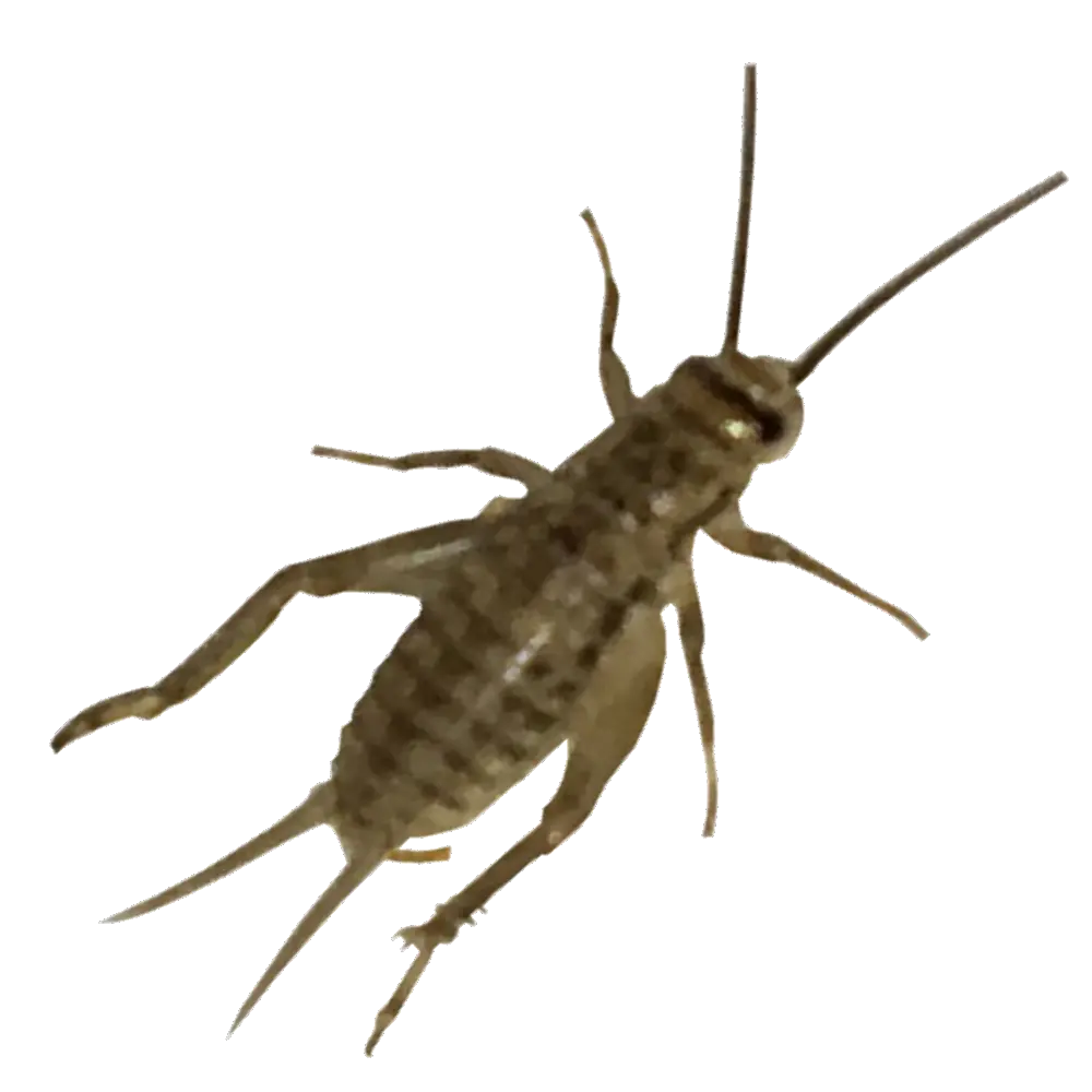 Cricket insect PNG