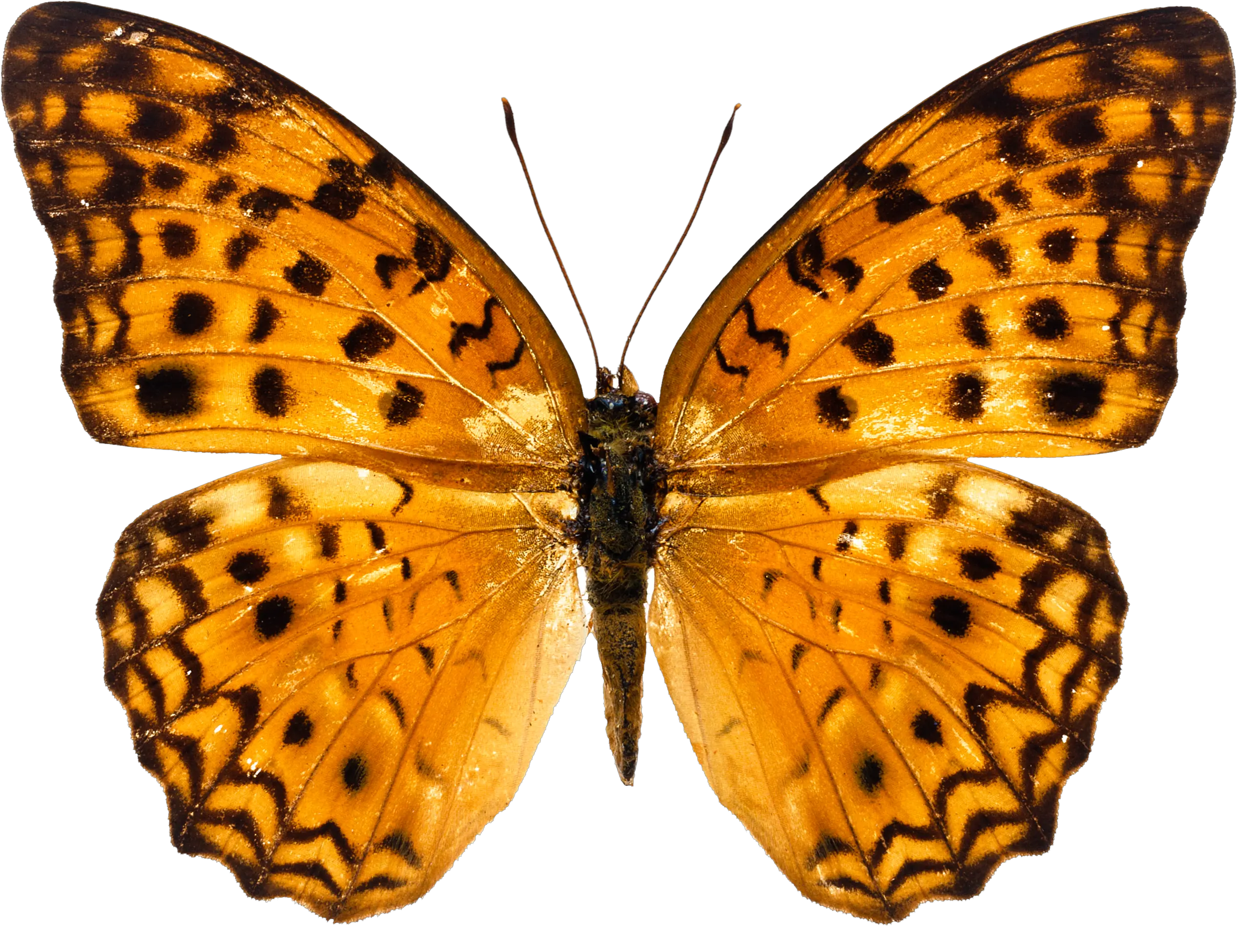 Orange butterfly PNG image butterflies free download