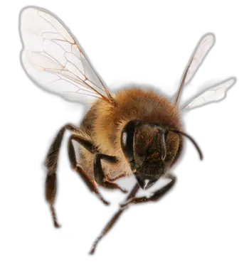 Bee PNG image