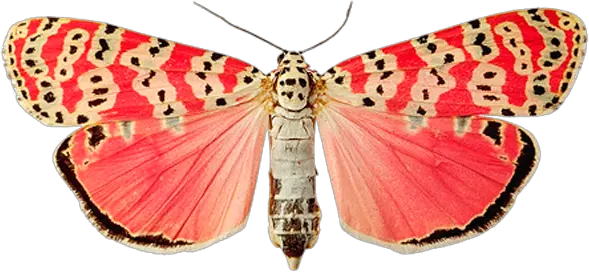 Pink butterfly PNG image butterflies