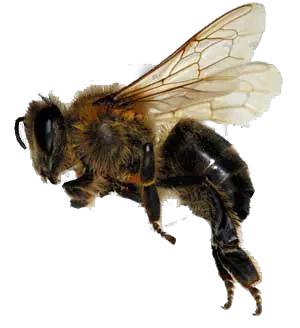 Bee PNG image