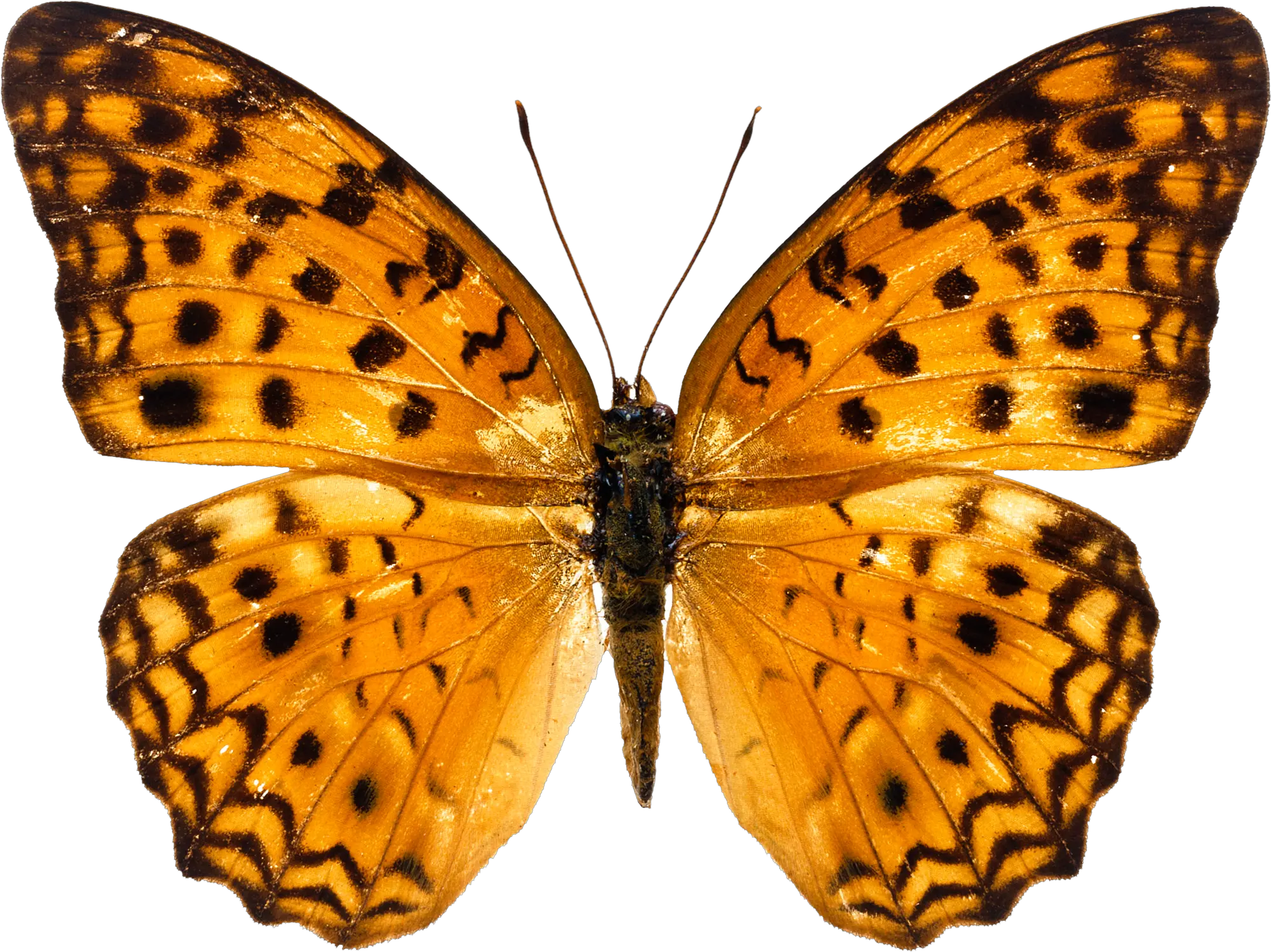 Orange butterfly PNG