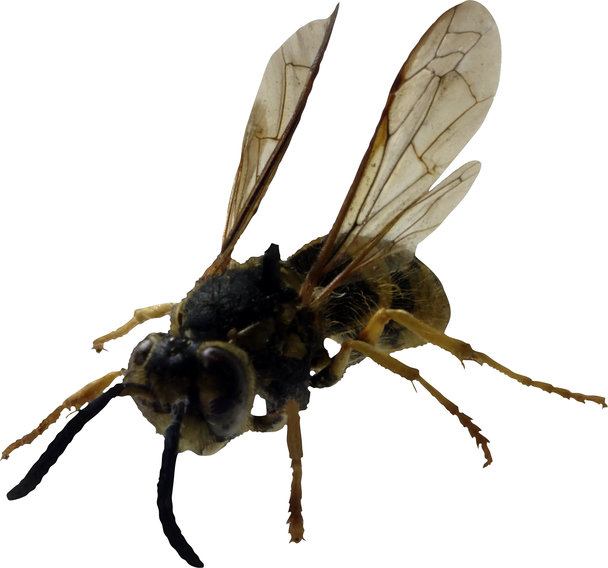 Bee PNG image