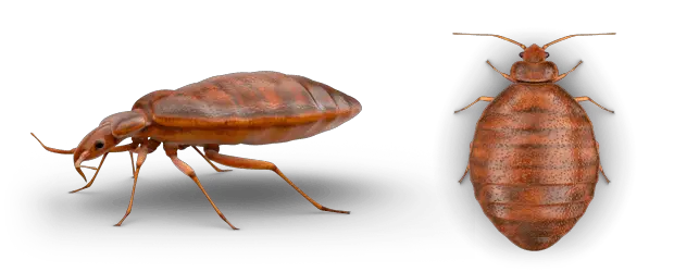 Bed bug PNG