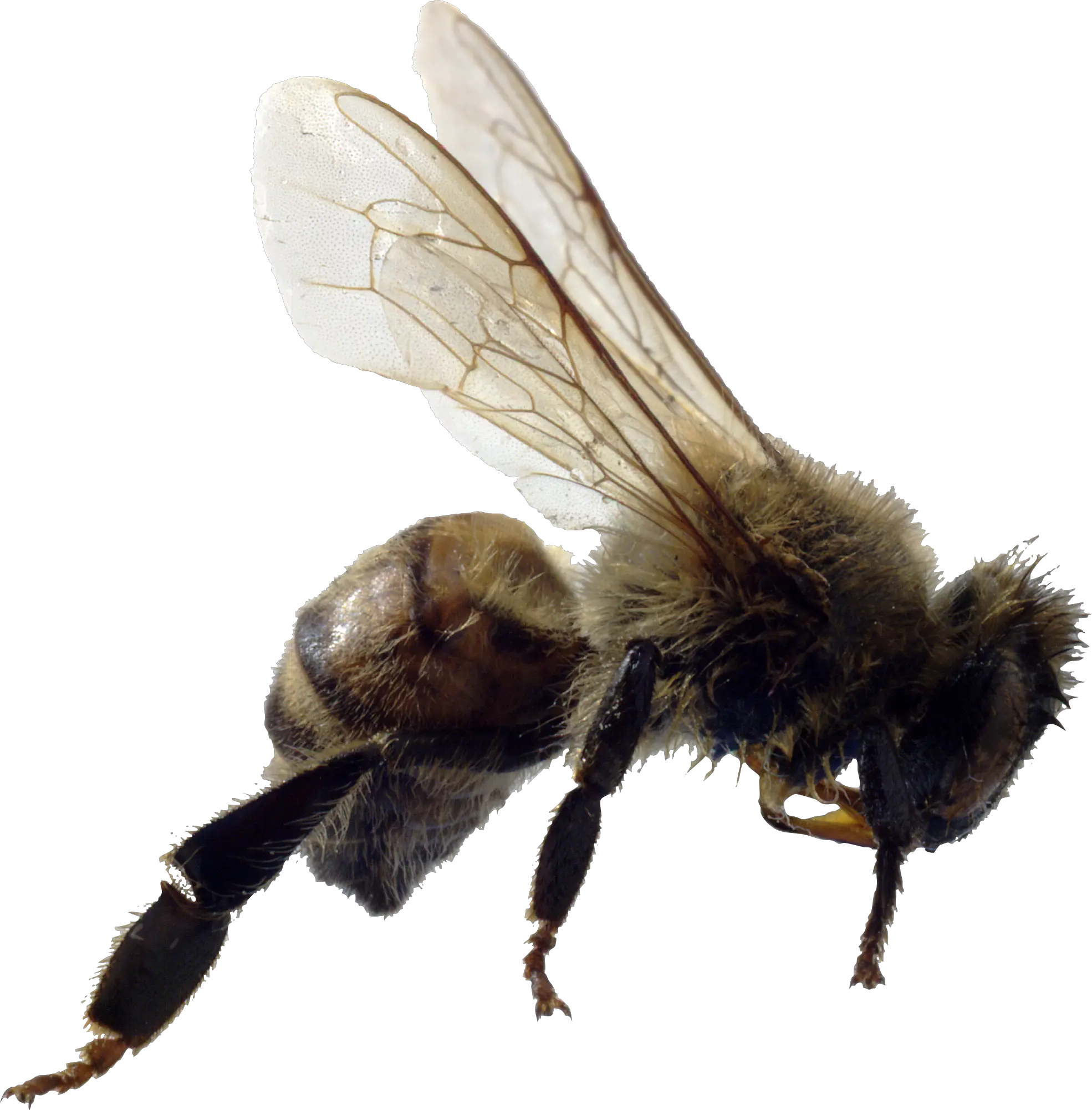 Bee PNG image