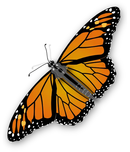Orange butterfly PNG image butterflies free download