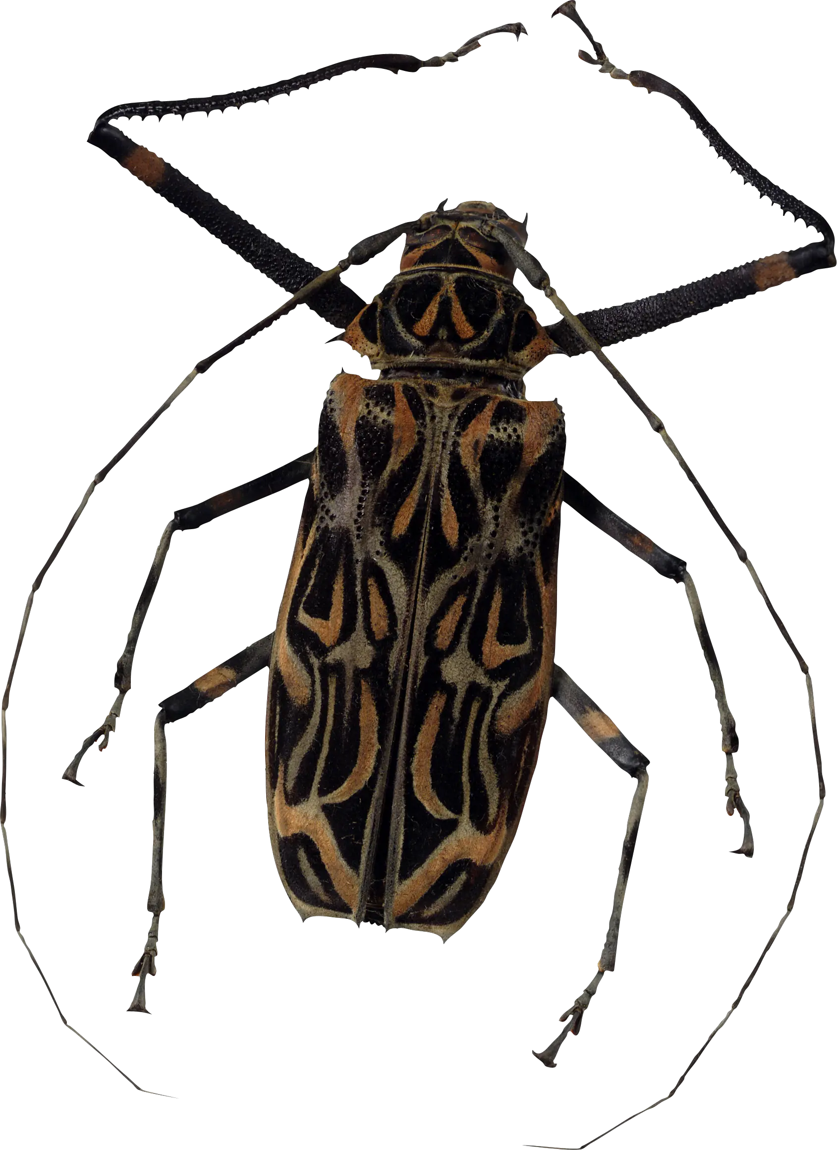 bug PNG image