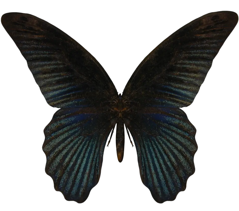 Butterfly PNG image
