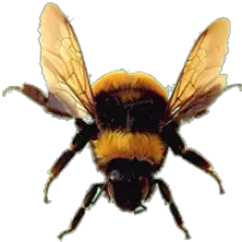 Bee PNG image