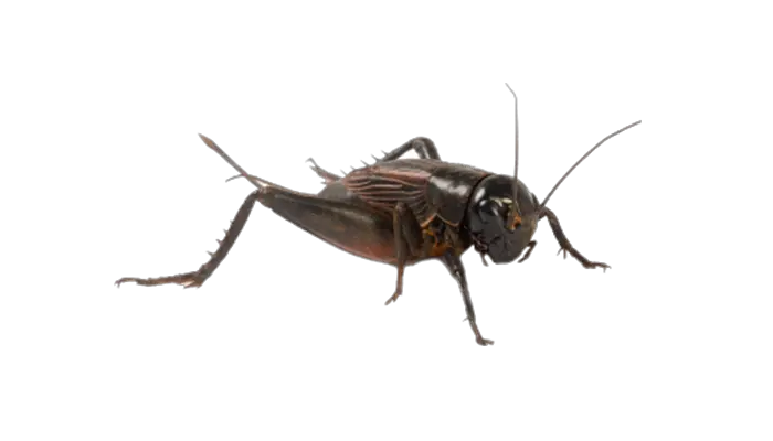 Cricket insect PNG