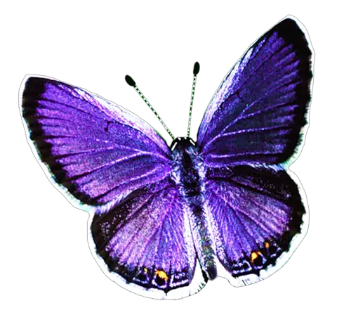 Butterfly PNG image