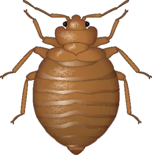 Bed bug PNG
