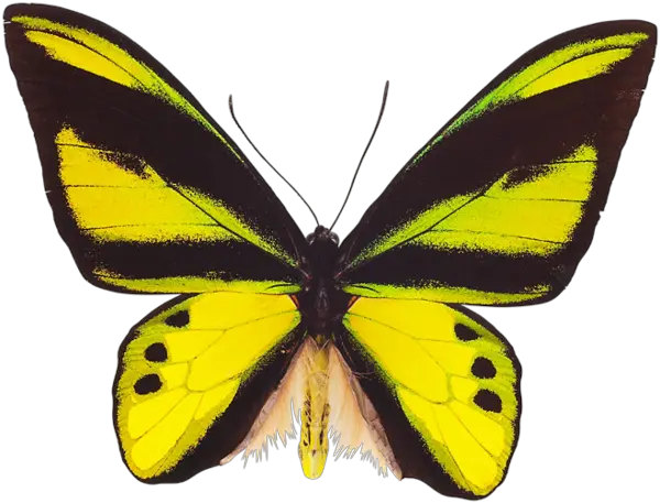 flying butterfly PNG image