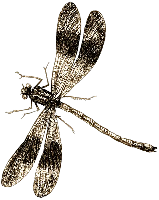 Dragonfly PNG