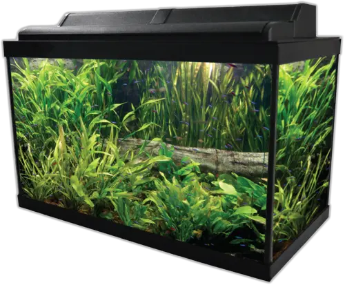 Aquarium PNG
