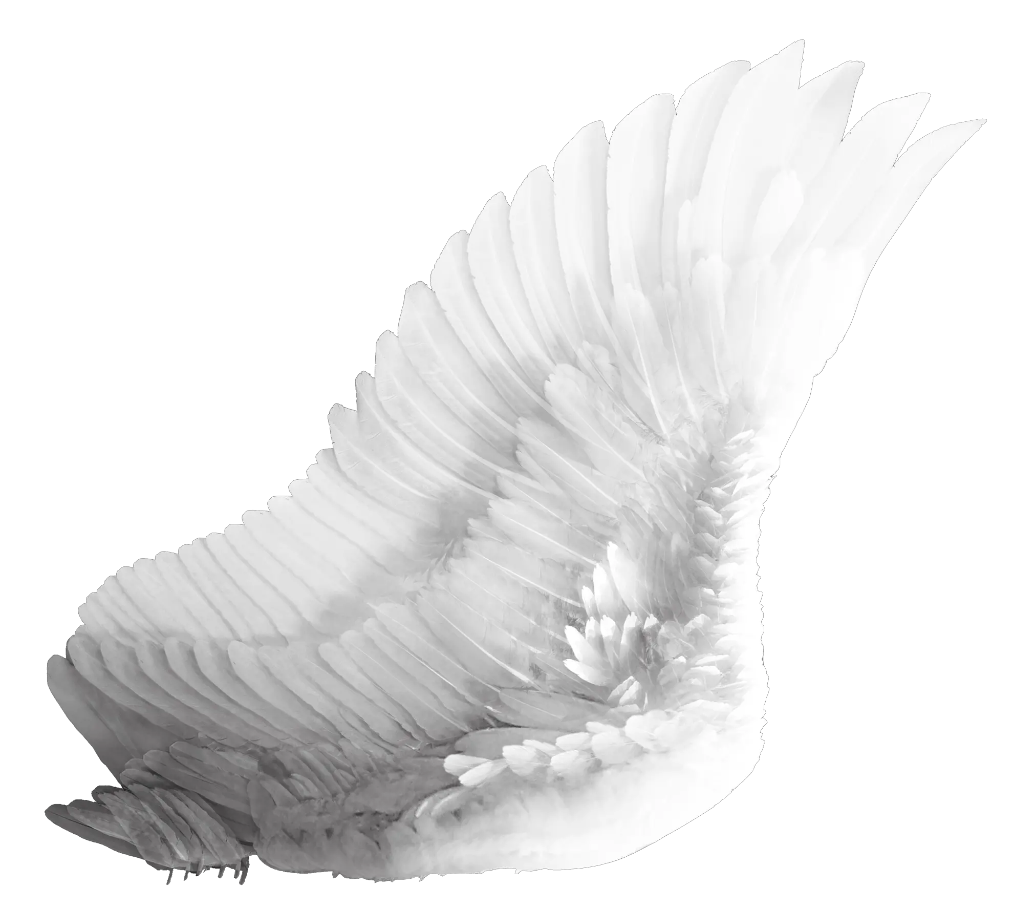 Wings PNG