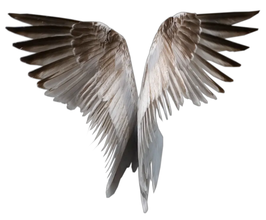 Wings PNG