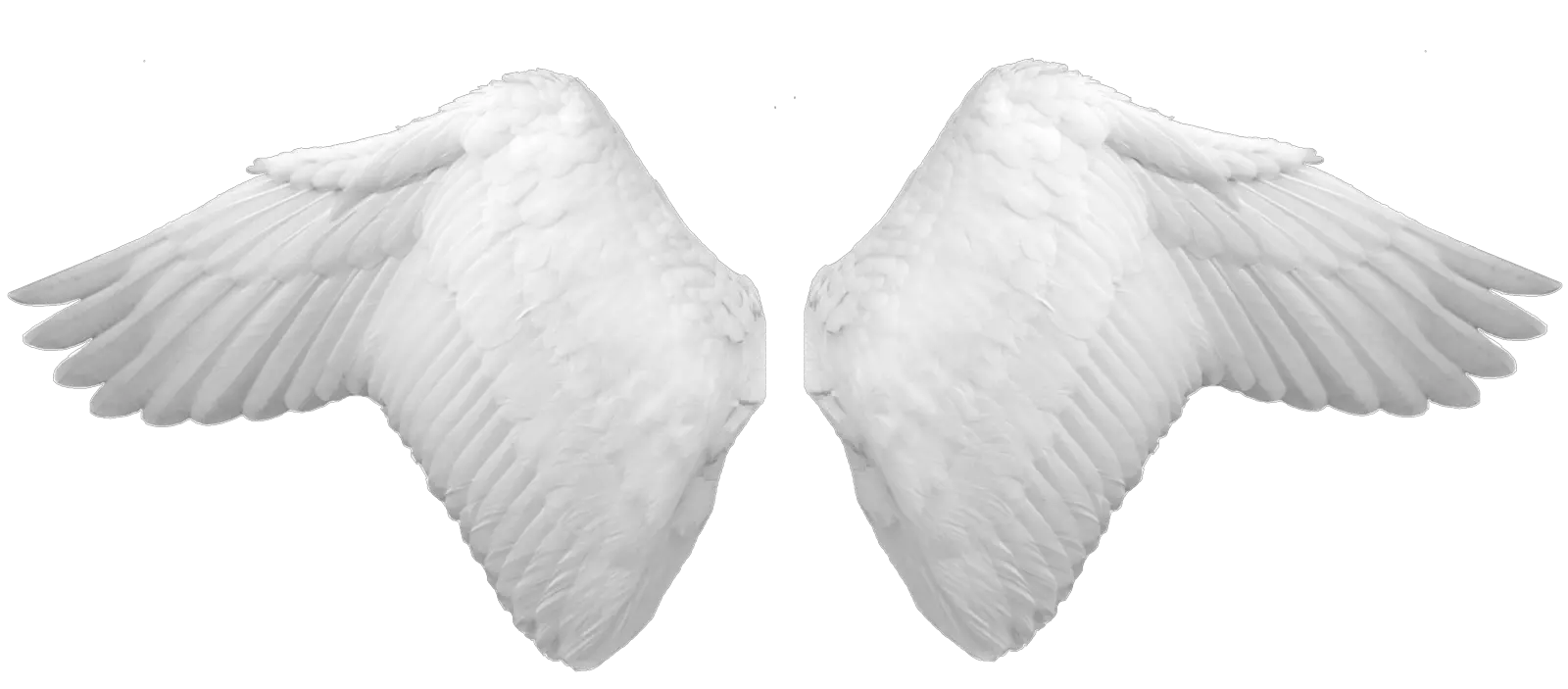 Wings PNG