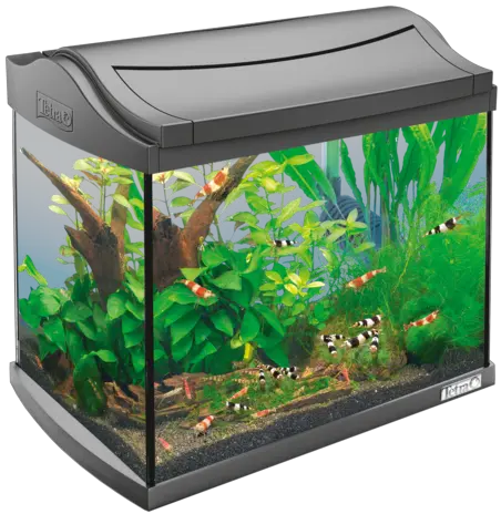 Aquarium PNG