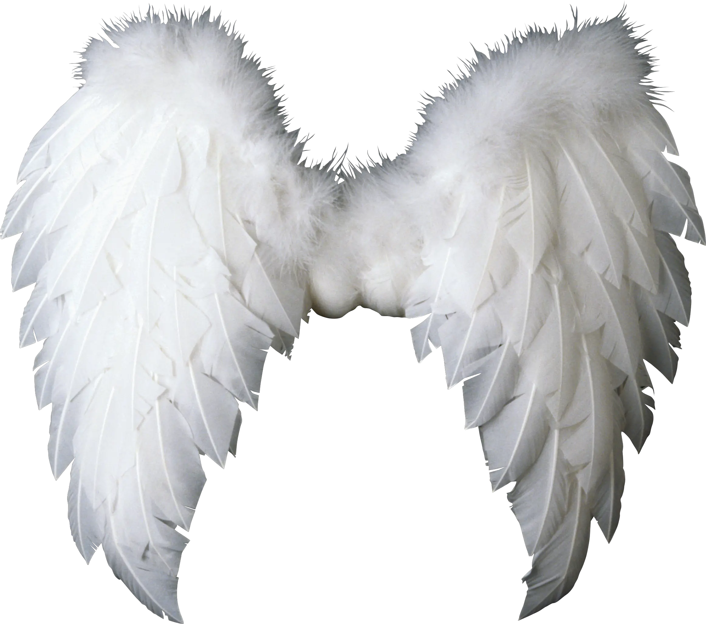 Wings PNG