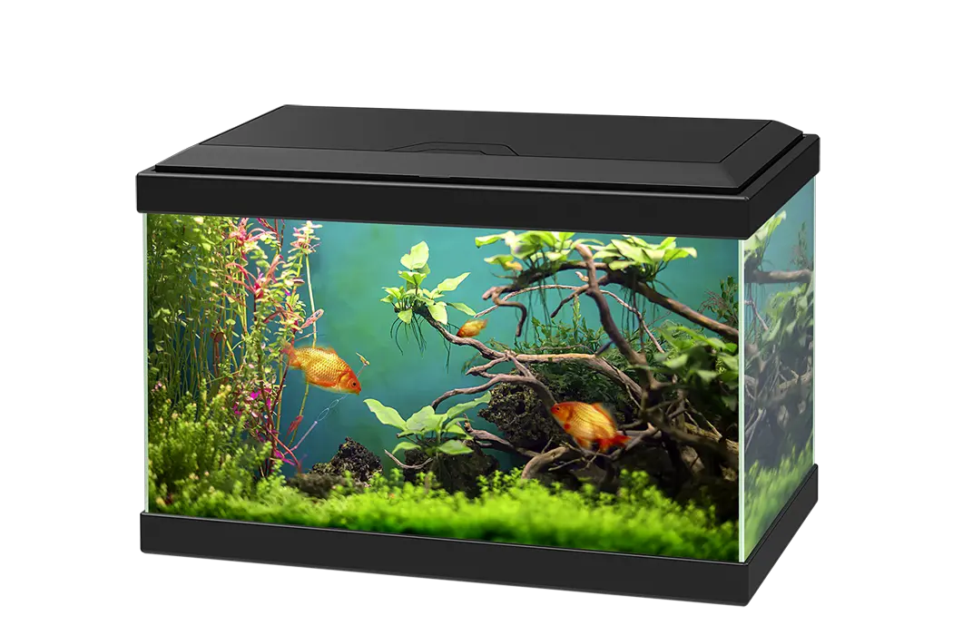 Aquarium PNG