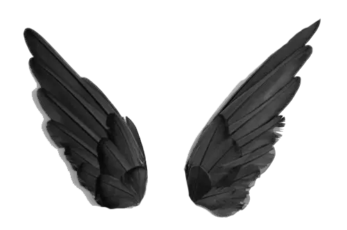 Black wings PNG
