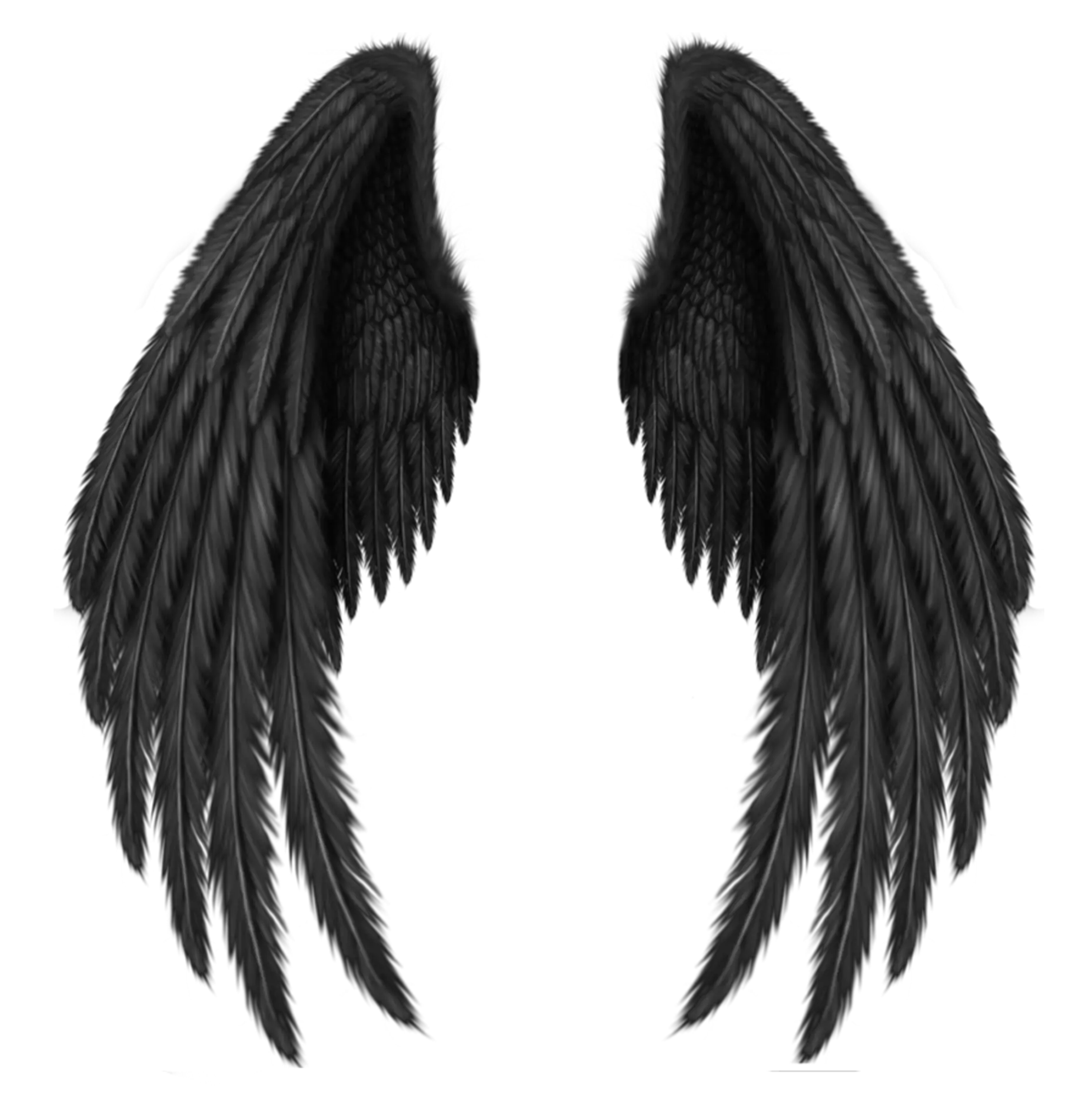 Black wings PNG
