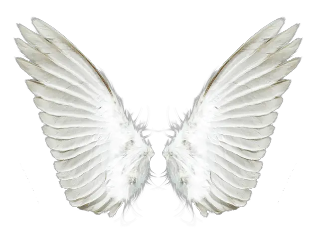 White angel wings PNG