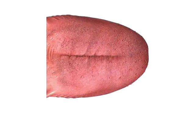 Tongue PNG