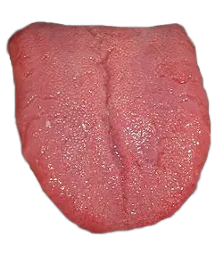 Tongue PNG