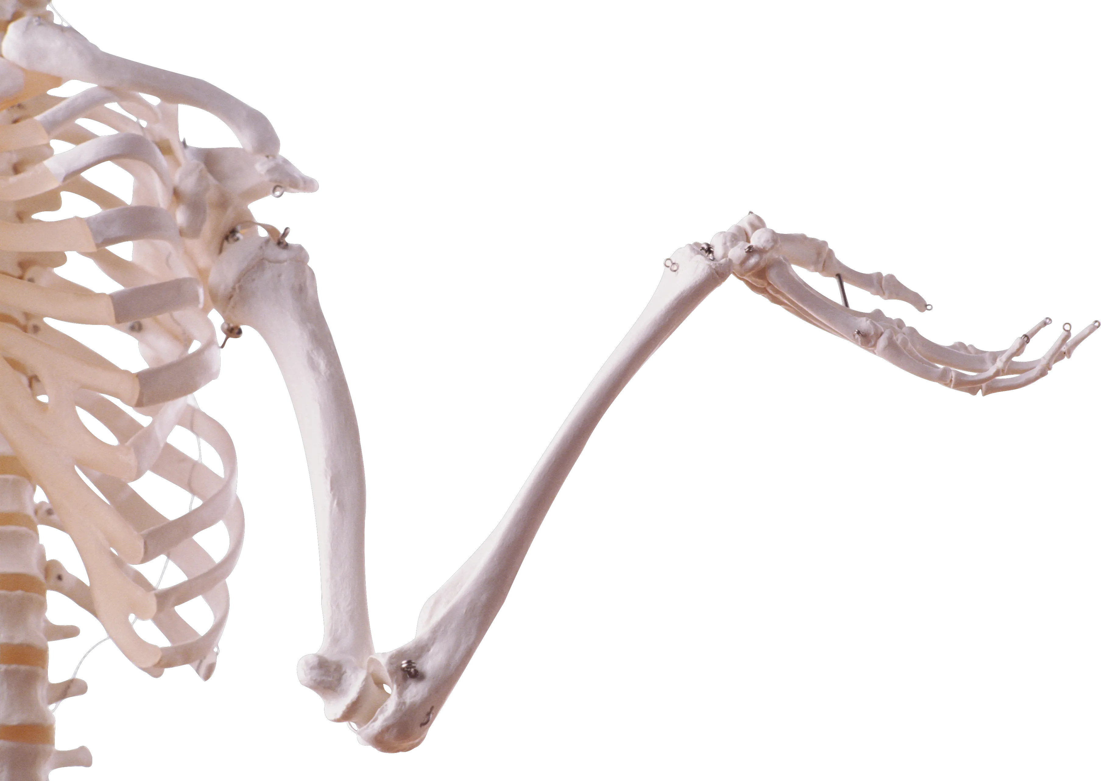 Skeleton PNG