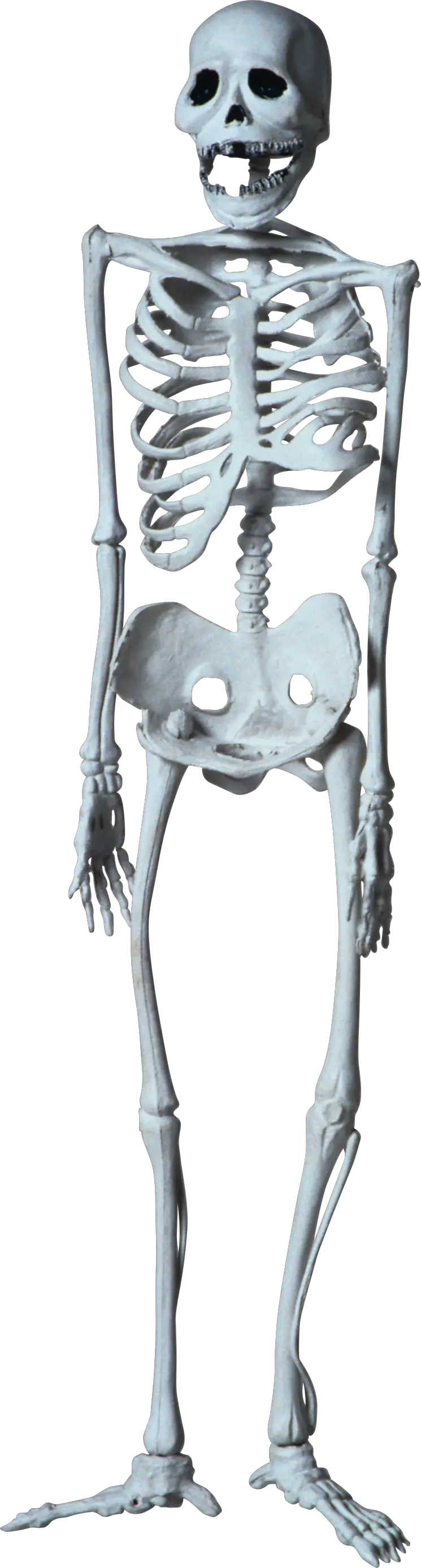 Skeleton PNG