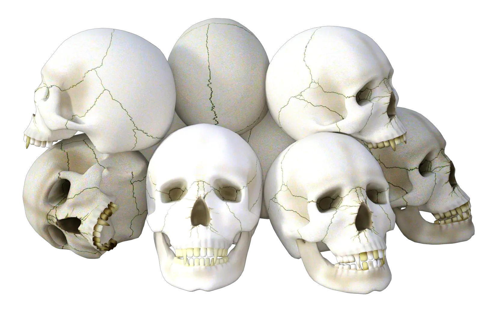 Skull