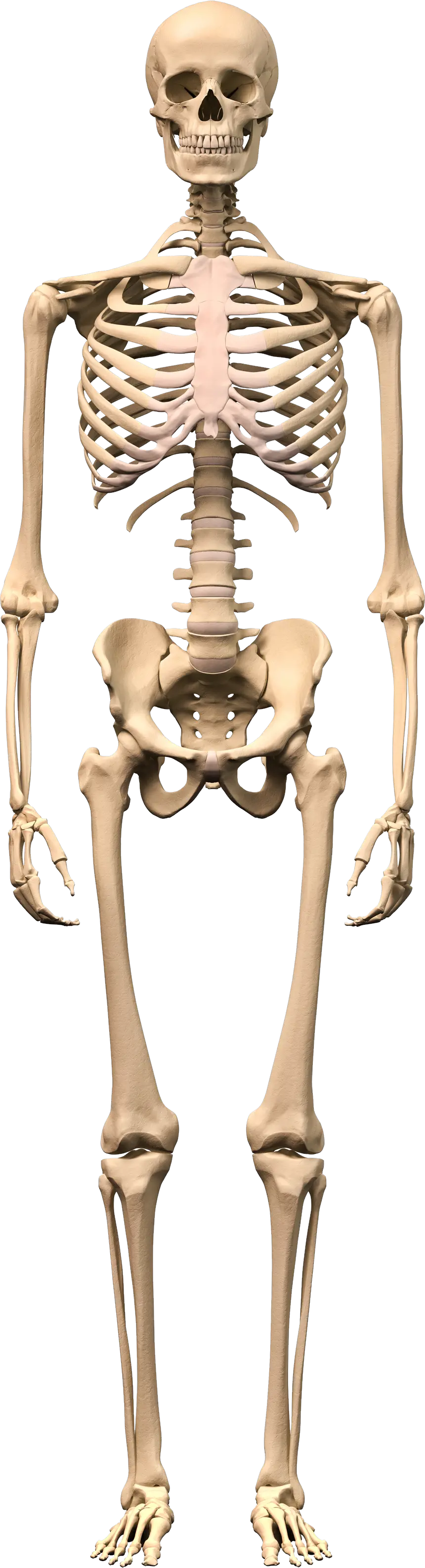 Skeleton PNG