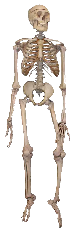 Skeleton PNG image