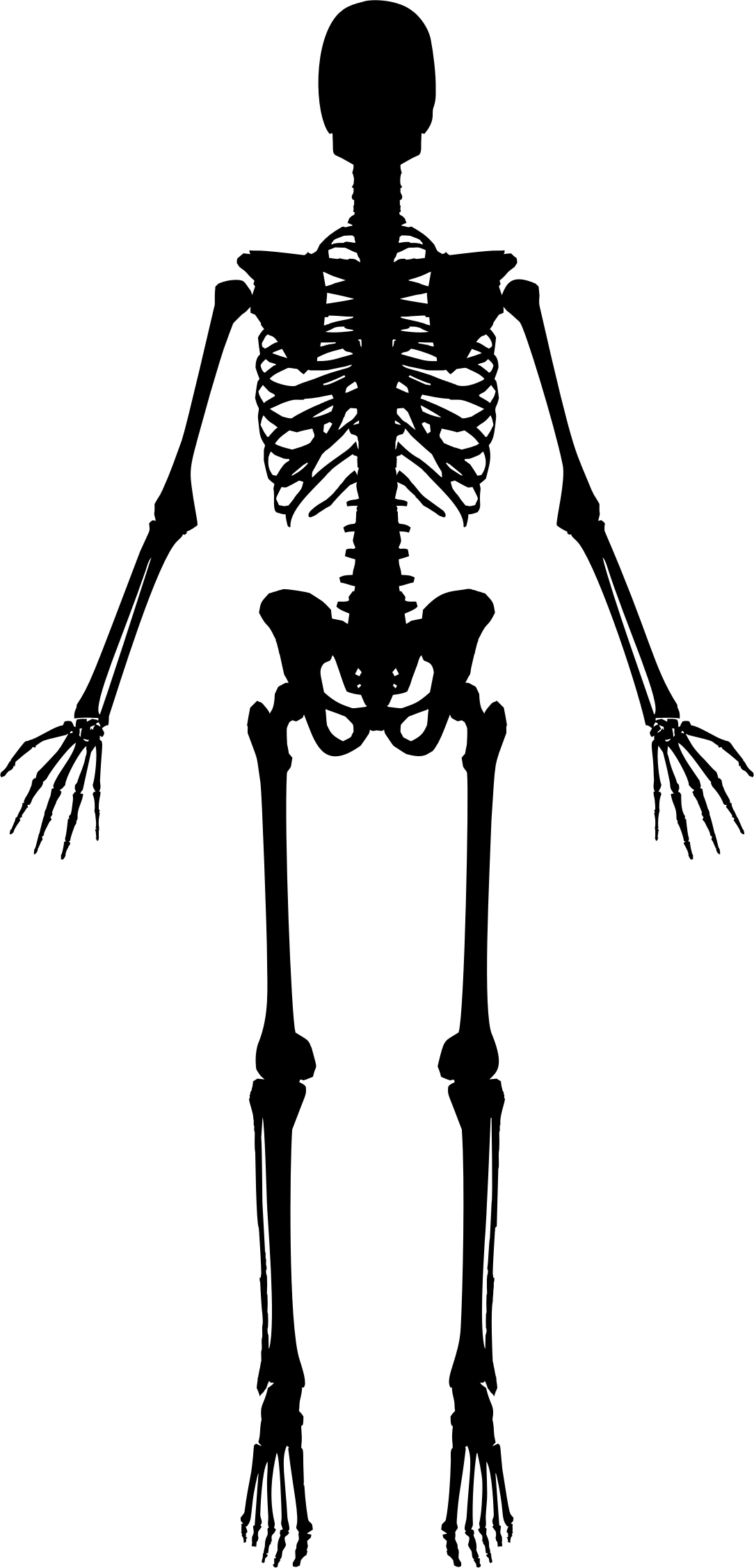 Skeleton PNG