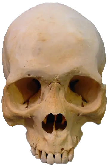 Skull PNG image