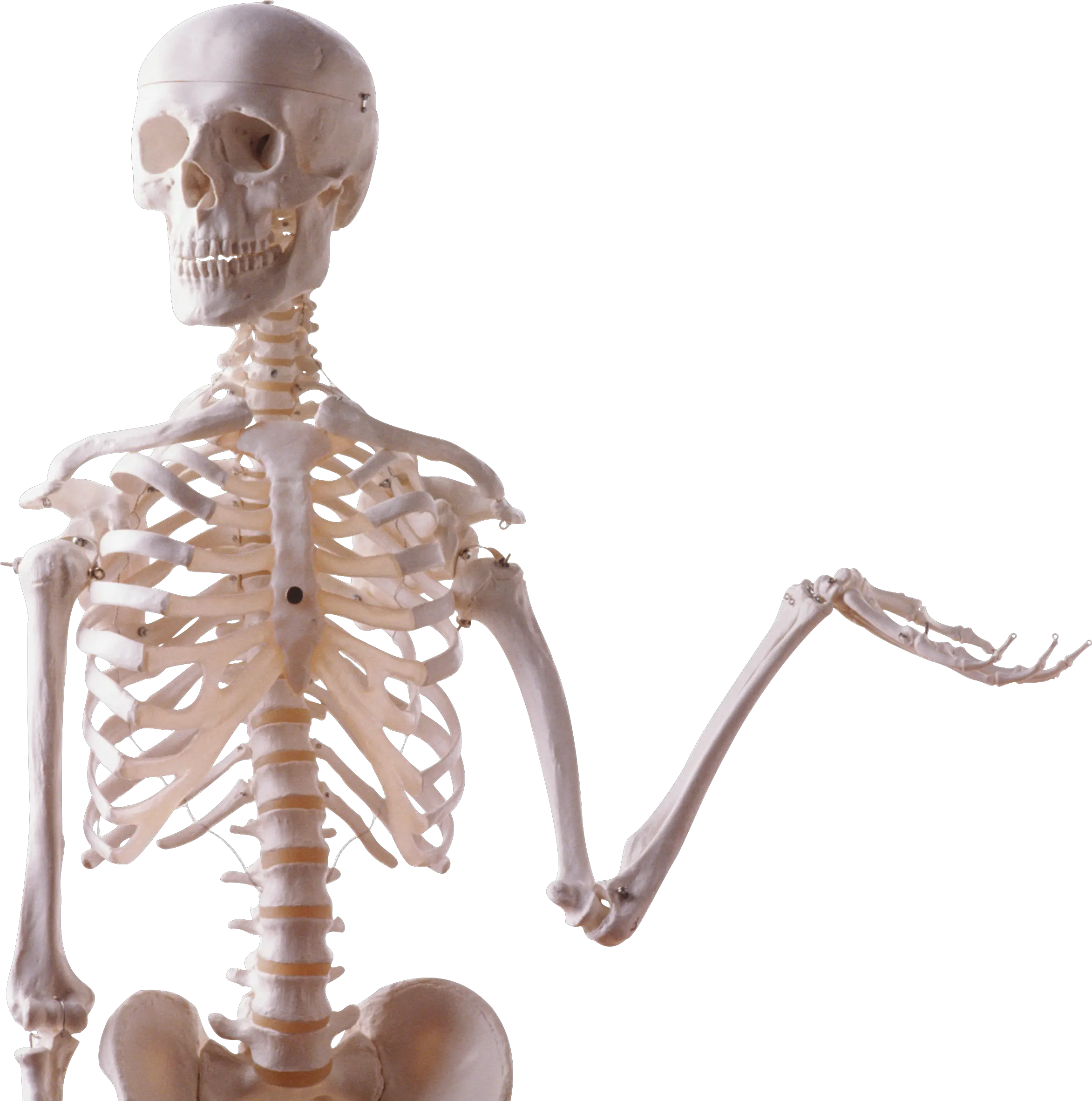 Skeleton PNG