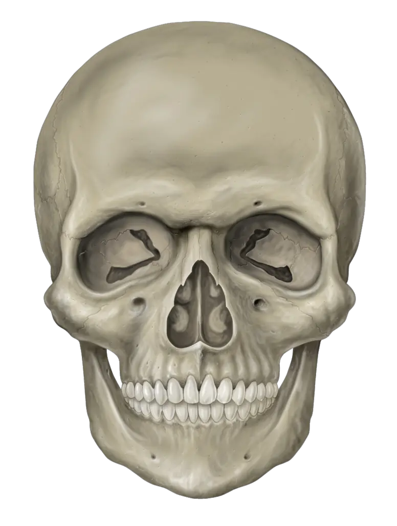 Skull PNG