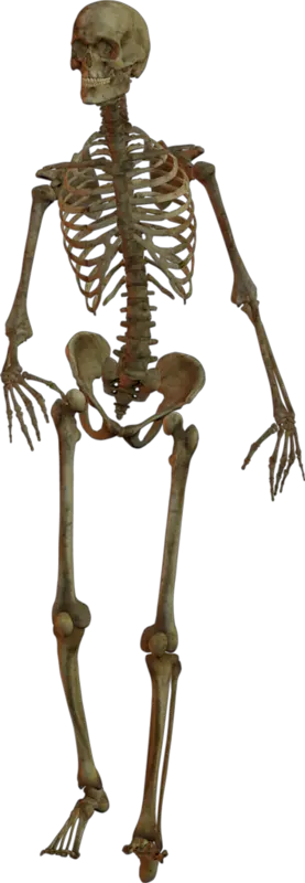 Skeleton PNG
