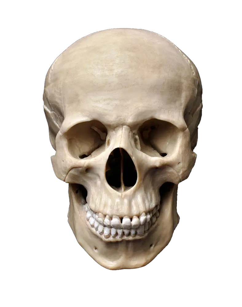 Skull PNG
